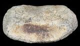 Hadrosaur Toe Bone - Alberta (Disposition #-) #71660-1